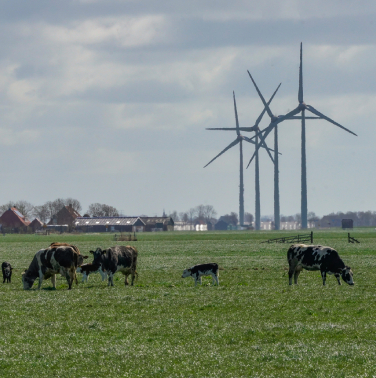 Vier windmolens in weiland met grazende koeien