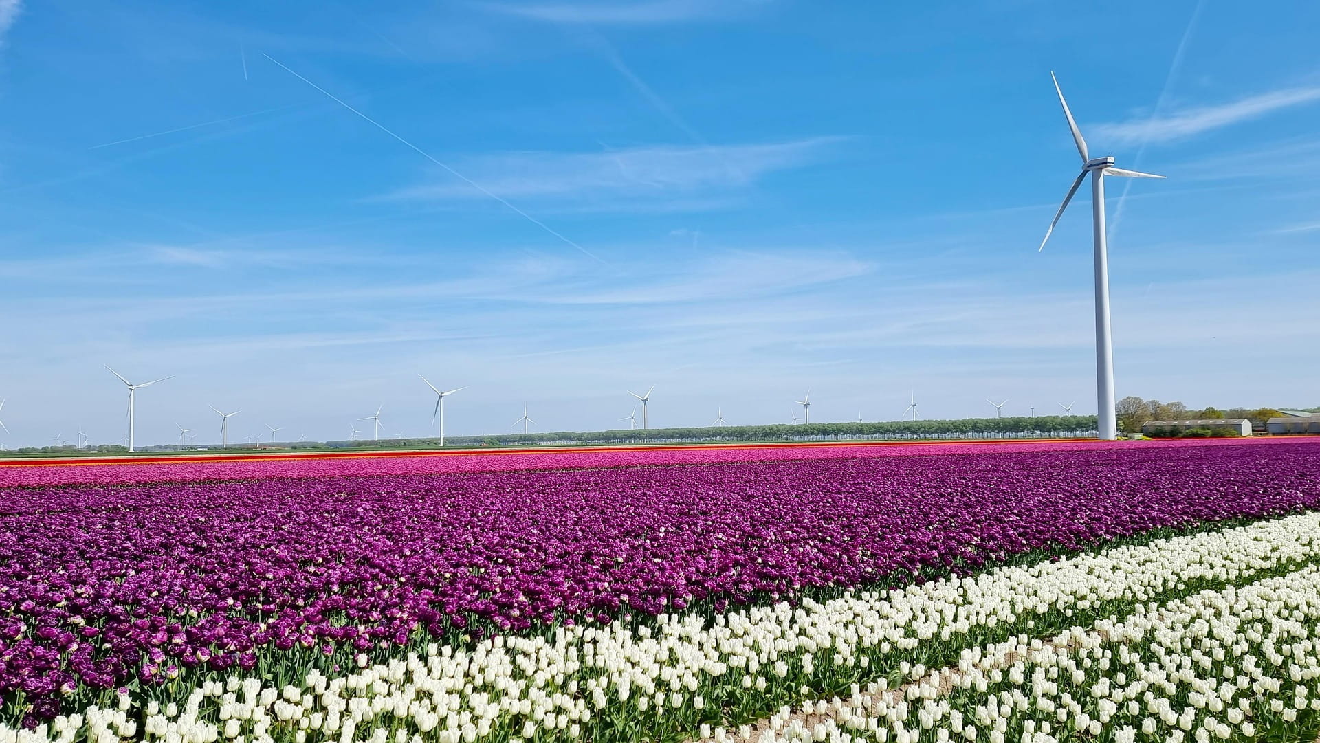 Je ziet een tulpenveld met roze paarse en witte tulpen. in de achtergrond staat een windmolen en een blauwe lucht met slierten witte wolken