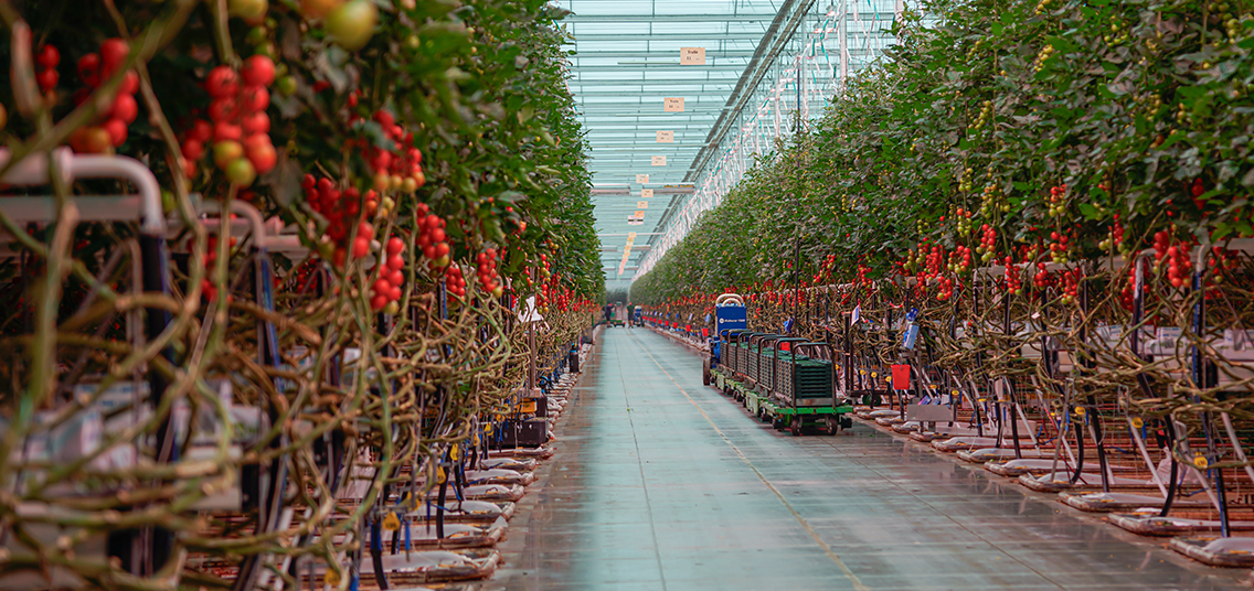 Interieur van een tomatenkas met rijen planten en automatische transportwagens.