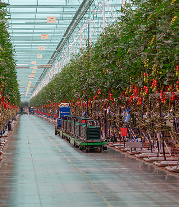 Interieur van een tomatenkas met rijen planten en automatische transportwagens.